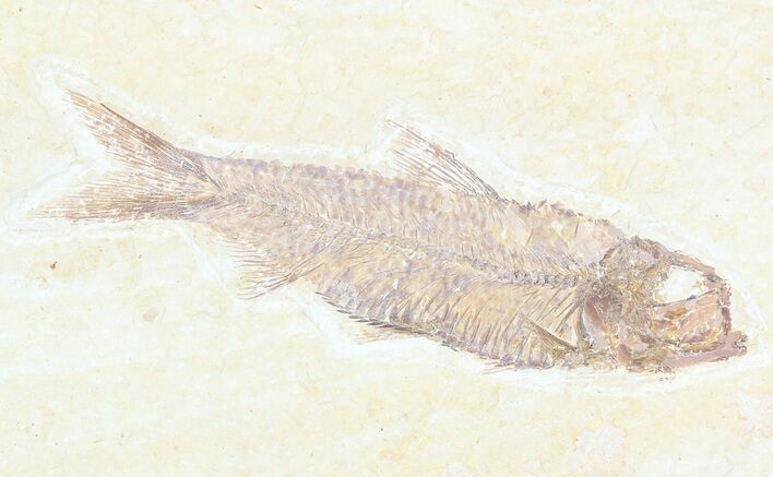 Knightia Fossil Fish - Wyoming #55304